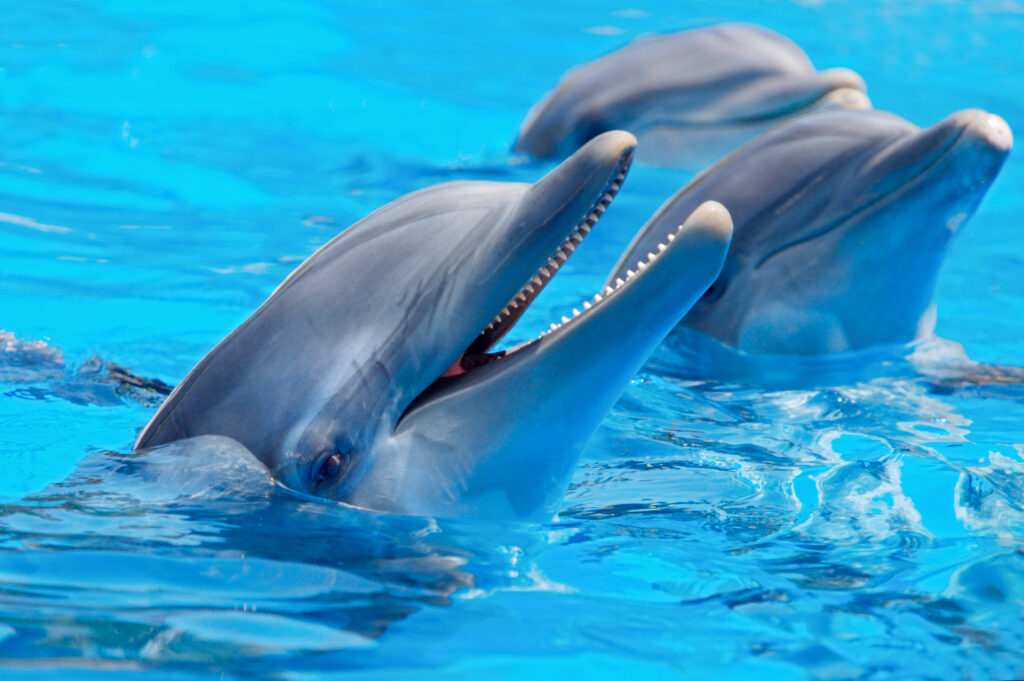 عرض الدلافين Aksu Dolphinarium